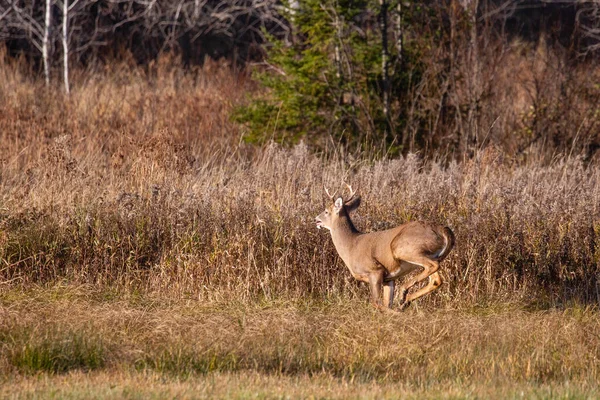 White Tailed Deer Buck Odocoileus Virginianus Running Wausau Wisconsin Hayfield — Stock Photo, Image
