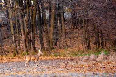 Beyaz kuyruklu geyik geyiği (odocoileus virginianus) Ekim ayı sonunda, yatay olarak Wisconsin ormanında yürür.