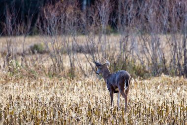 Beyaz kuyruklu geyik (odocoileus virginianus) Ekim ayı sonunda bir Wisconsin mısır tarlasında yatay olarak yürür.