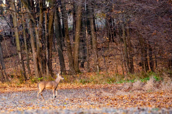 Λευκοουρά Ελάφι Ελάφι Odocoileus Virginianus Περπάτημα Ένα Δάσος Wisconsin Στα — Φωτογραφία Αρχείου
