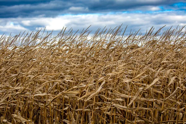 Campo Milho Wisconsin Com Nuvens Final Outubro Horizontal — Fotografia de Stock