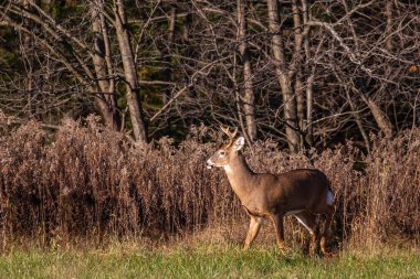 Beyaz kuyruklu geyik geyiği (odocoileus virginianus) Kasım ayında, yatay olarak Wisconsin samanlığında yürür.