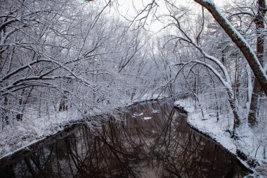 Kasım 'da Wisconsin ormanlarından geçen akarsu yatay