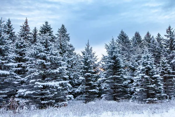 Tallskog Täckt Med Snö Wausau Wisconsin Horisontell — Stockfoto