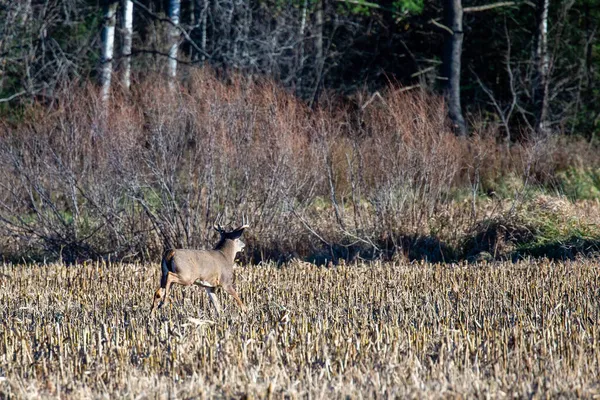 White Tailed Deer Buck Odocoileus Virginianus Running Wisconsin Cornfield Rut — Stock Photo, Image