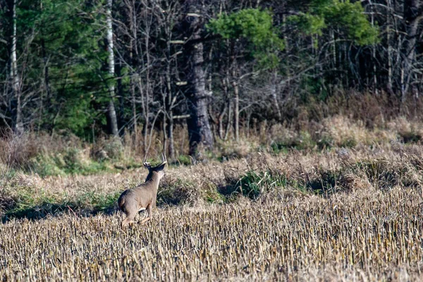 White Tailed Deer Buck Odocoileus Virginianus Running Wisconsin Cornfield Rut — Stock Photo, Image