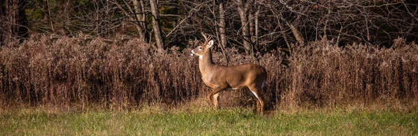 11月 美国威斯康星州沃索的一只白尾鹿 Odocoileus Virginianus 在全景牧场警戒警戒 — 图库照片