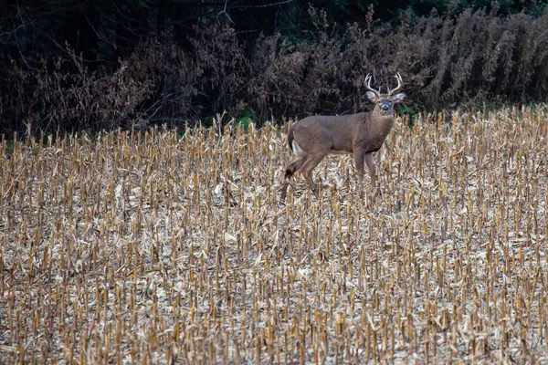 Λευκό Ελάφι Ουρά Odocoileus Virginianus Στέκεται Wisconsin Cornfield Νοέμβριο Οριζόντια — Φωτογραφία Αρχείου