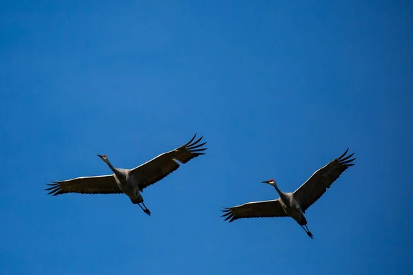 Silueta Dos Grúas Arenisca Grus Canadensis Volando Cielo Azul Wisconsin — Foto de Stock