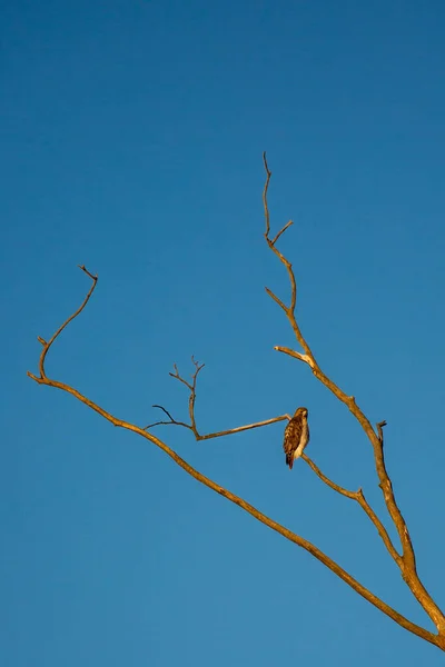 Falco Dalla Coda Rossa Buteo Jamaicensis Appollaiato Ramo Con Spazio — Foto Stock