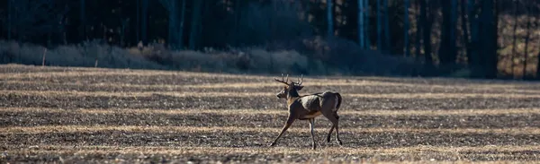 11月 在威斯康星州 一头白尾鹿 Odocoileus Virginianus 在田园中奔跑 全景尽收眼底 — 图库照片