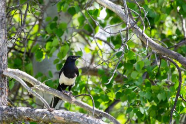Kara gagalı Magpie (Pica pica) Jackson Hole, Wyoming 'de bir dala tünedi.