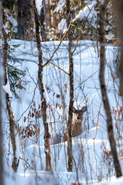 Beyaz kuyruklu geyik (odocoileus virginianus) Wisconsin ormanında bir çalı pelerininin arkasında dikey bir şekilde yatıyordu.