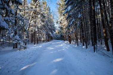 Council Grounds State Park, Merrill, Wisconsin 'de kar fırtınasından sonra ağaçların arasından geçen yol.