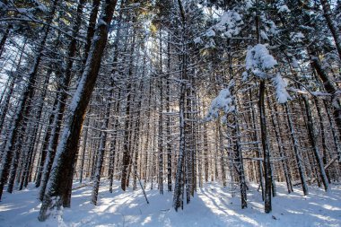 Wisconsin, Merrill 'deki Council Grounds State Parkı' nda kar fırtınası sonrası ağaçların arasından parlayan güneş.