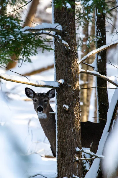 White Tailed Deer Odocoileus Virginianus Standing Snow Covered Forest Wisconsin — Foto Stock