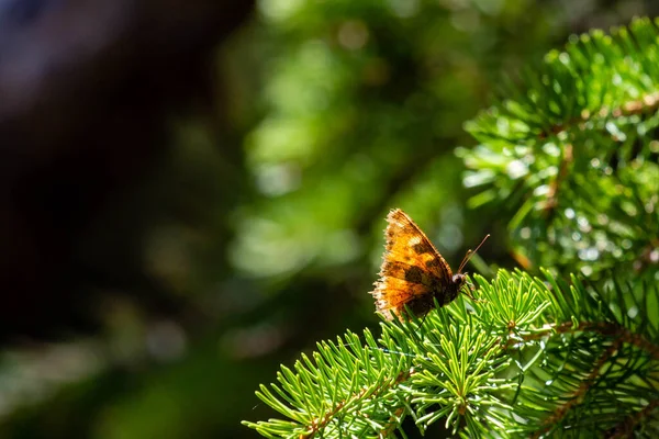 Butterfly Standing Lodge Pole Pine Branch Copy Space Horizontal — Stock Photo, Image