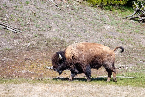 American Bison Bison Bison Yellowstone National Park Springtime Walking Horizontal — Stock Photo, Image