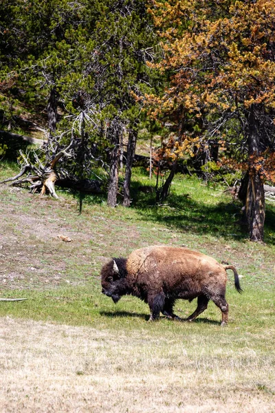 American Bison Bison Bison Yellowstone National Park Springtime Walking Vertical — Stock Photo, Image