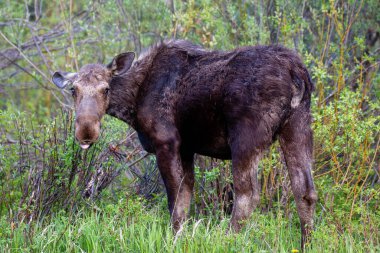 Dişi Moose (Alces alces) Wilson, Jackson Hole, Wyoming 'de Mayıs sonlarında, yatay olarak yemek yiyor.