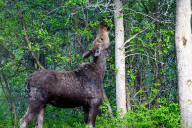 Dişi Moose (Alces alces), Mayıs ayı sonunda Wilson, Jackson Hole, Wyoming 'de yüksek dalları yiyerek