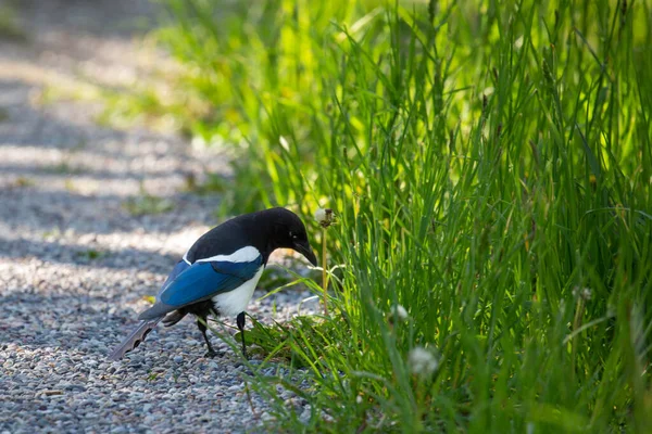 Svart Fakturerade Magpie Pica Pica Letar Efter Mat Gräset Jackson — Stockfoto