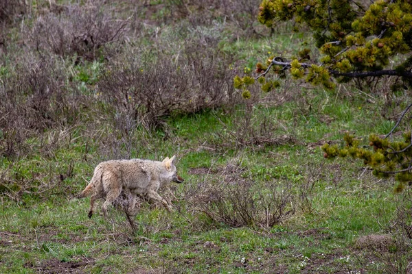 Coyote Canis Latrans Marchant Dans Une Prairie Dans Parc National — Photo