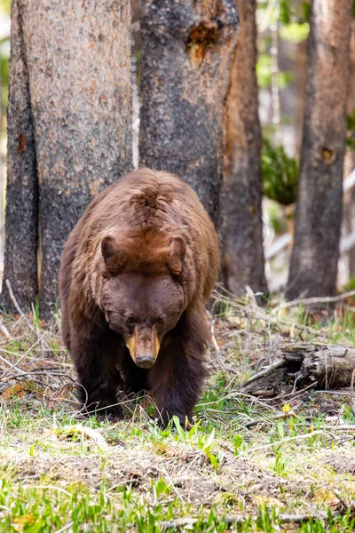 Большая Самка Черного Медведя Фазы Корицы Ursus Americanus Ищет Пищу — стоковое фото