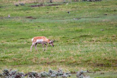 Pronghorn (Antilocapra americana), Mayıs ayında Yellowstone Ulusal Parkı 'ndaki Lamar Vadisi' nde yatay