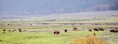 Bizon bizonu sürüsü Mayıs ayında Yellowstone Ulusal Parkı 'ndaki Lamar Vadisi' nde dinleniyor ve besleniyor.