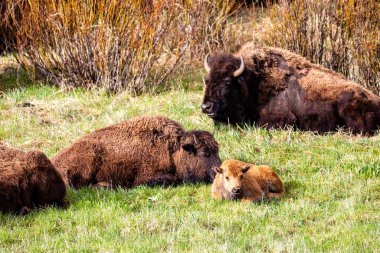 Bizon (Bizon bizonu) Mayıs ayında Yellowstone Ulusal Parkı 'ndaki Lamar Vadisi' nde dinleniyor.