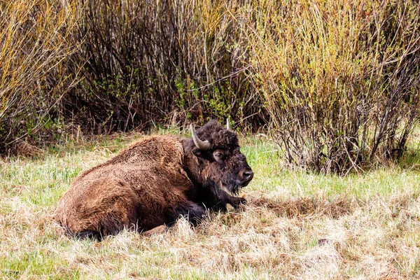 Bisão Bisonte Bison Descansando Lamar Valley Parque Nacional Yellowstone Maio — Fotografia de Stock