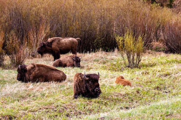 Bison Bison Bison Resting Lamar Valley Yellowstone National Park May — Stock Photo, Image