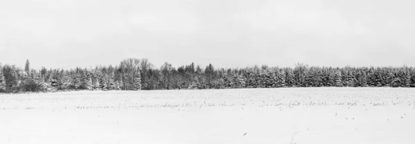 Wisconsin Ormanı Karla Kaplı Tarım Arazileri Panorama — Stok fotoğraf