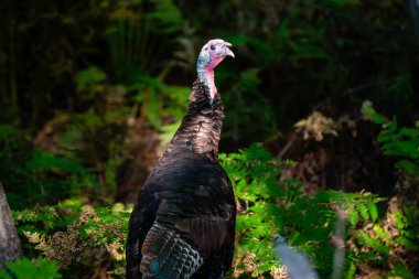 Vahşi doğu hindisi (Meleagris dörtnala) Wisconsin 'de yaz sonu, yatay