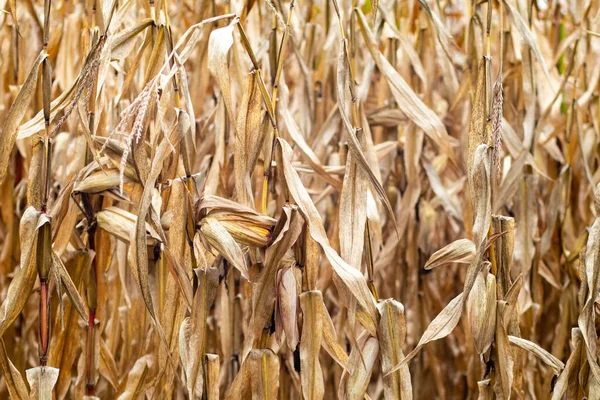 Terras Agrícolas Wisconsin Com Milho Pronto Para Ser Colhido Horizontal — Fotografia de Stock