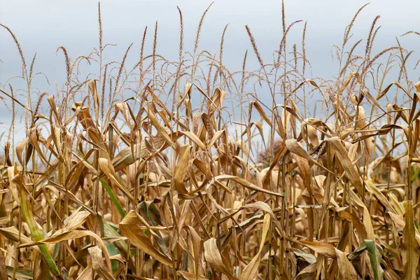 Terras Agrícolas Wisconsin Com Milho Pronto Para Ser Colhido Horizontal — Fotografia de Stock