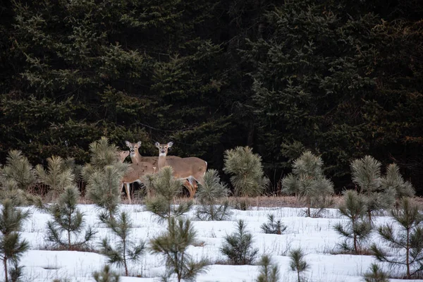 White Tailed Deer Odocoileus Virginianus Standing Wisconsin Pine Forest Horizontal — Stock Photo, Image
