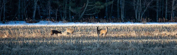 White Tailed Deer Odocoileus Virginianus Standing Wisconsin Corn Field Panorama — Stock Photo, Image