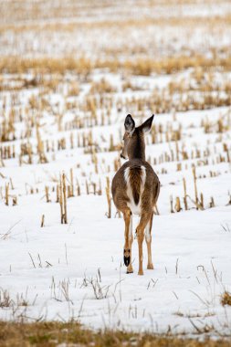 Beyaz kuyruklu geyik (odocoileus virginianus) Wisconsin 'de bir tarlada dikey karla yürüyor.