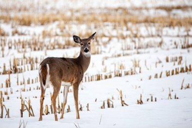 Beyaz kuyruklu geyik (odocoileus virginianus) Wisconsin 'de karlı, yatay bir tarlada dikilir.