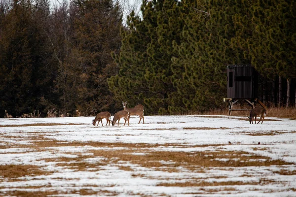 White-tailed deer (odocoileus virginianus) standing in a Wisconsin field next to a hunting blind, horizontal