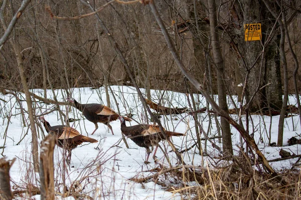 Wild Turkeys Meleagris Gallopavo Walking Wisconsin Forest Posted Sign Horizontal — Stock Photo, Image
