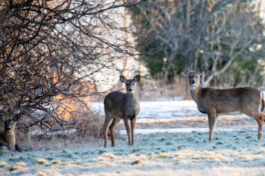 Beyaz kuyruklu geyik (odocoileus virginianus) Wausau, Wisconsin, yatay alarm durumundadır.