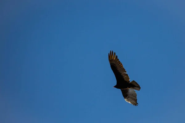 Turchia Avvoltoio Cathartes Aura Che Vola Cielo Blu Con Spazio — Foto Stock