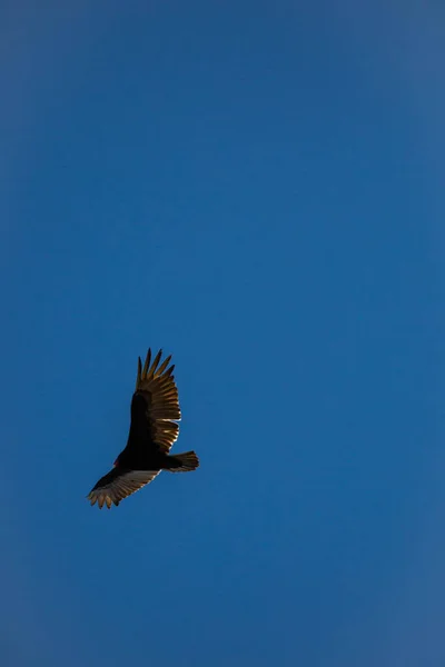 Turchia Avvoltoio Cathartes Aura Che Vola Cielo Blu Con Spazio — Foto Stock