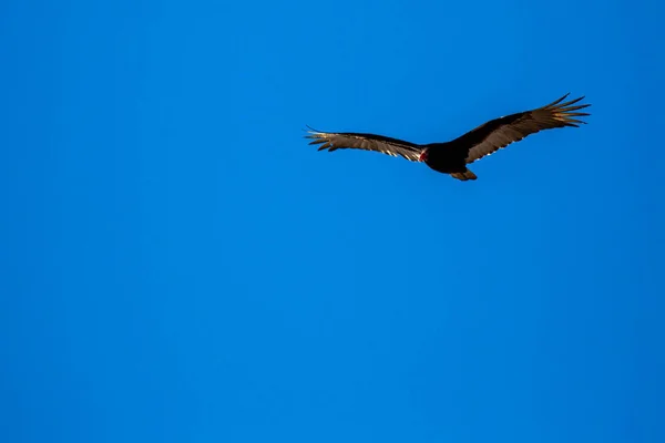 Buitre Turquía Cathartes Aura Volando Cielo Azul Con Espacio Copia — Foto de Stock