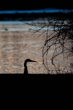 Siyah kopya alanı olan bir Büyük Mavi Balıkçıl 'ın silueti, dikey