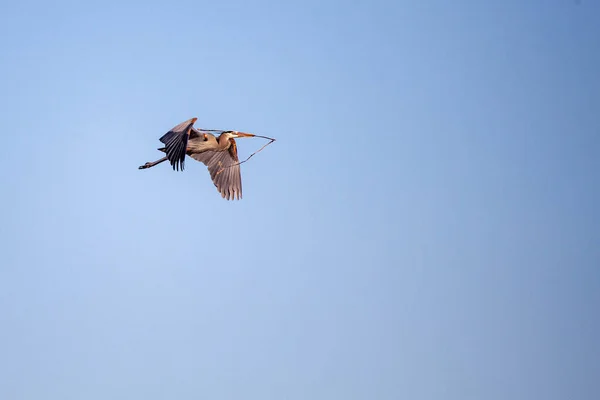 Grande Airone Blu Ardea Herodias Che Vola Cielo Blu Con — Foto Stock