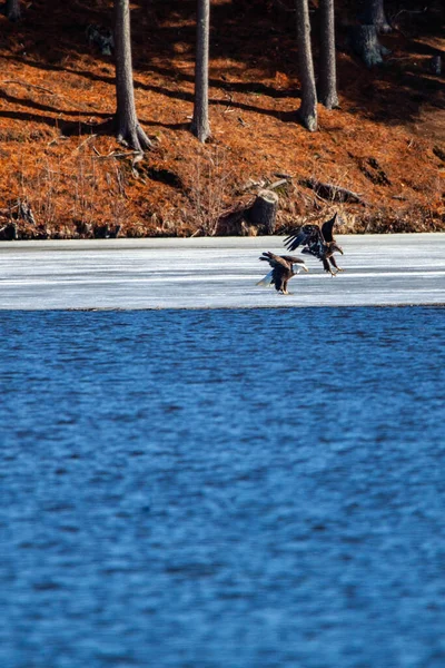 成年秃头鹰 Haliaeetus Leucohead 和不成熟秃头鹰 Haliaeetus Leucohead 于4月在威斯康星州瓦苏湖垂钓 — 图库照片